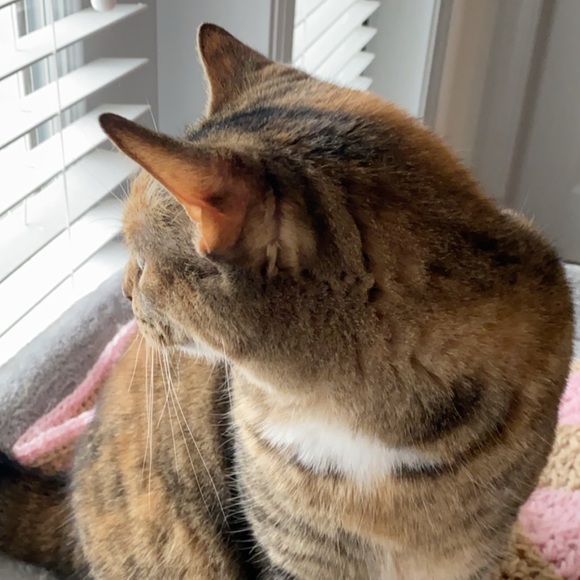 Meet the Posher - Picture 1 of 1